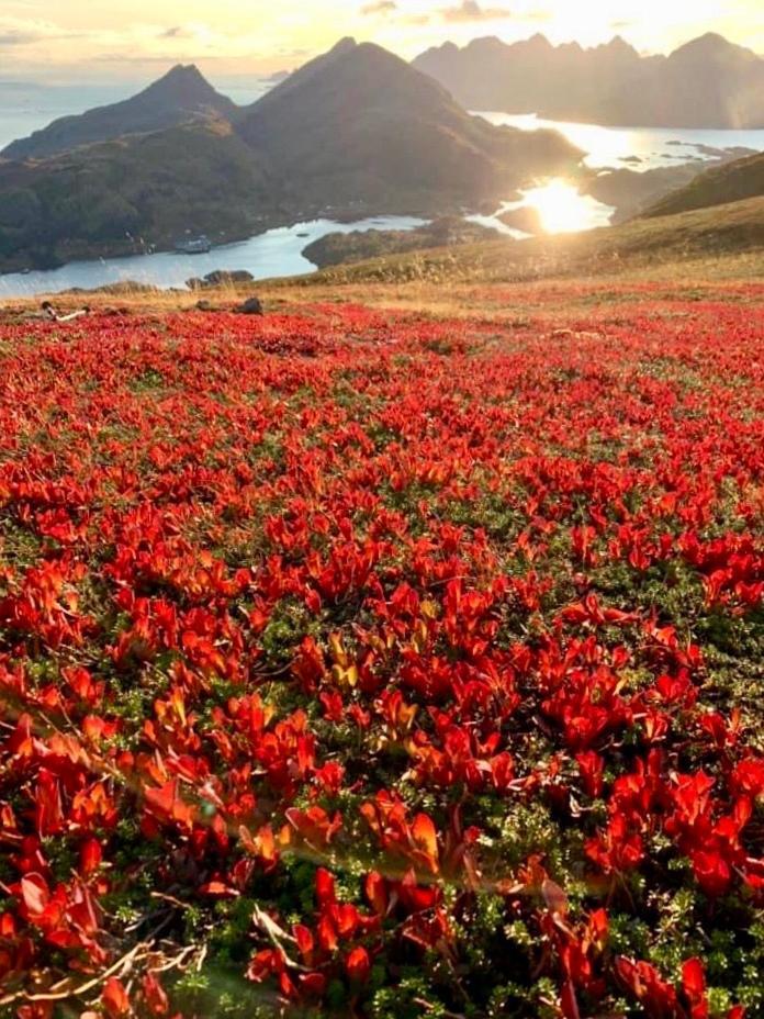 Lofoten And Vesteralen Kveldro Myrland Εξωτερικό φωτογραφία